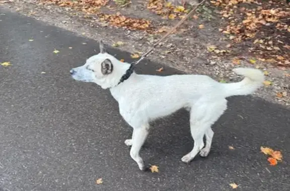 Найдена собака на ул. Горького, Удельная