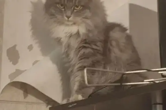 Кошки потеряшки, Улан-Удэ, фото: Потеряшка кошка, ул. Балдынова, 23, Улан-Удэ