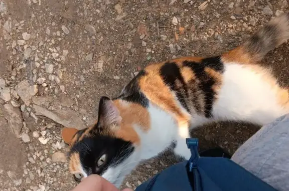 Пропала кошка, Войнич 37, Кизел