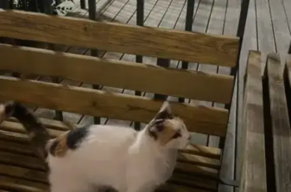 Трёхцветная кошка найдена: Калиновая 3