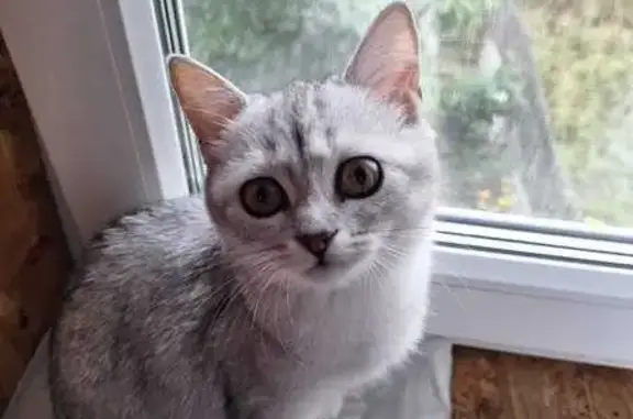 Кошки потеряшки, Энгельс, фото: Потеряшка кошка, Минская ул. 8, Энгельс