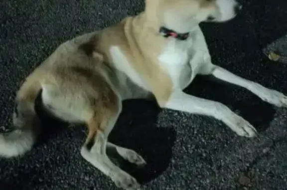 Собака найдена на ул. Грдины, Новокузнецк