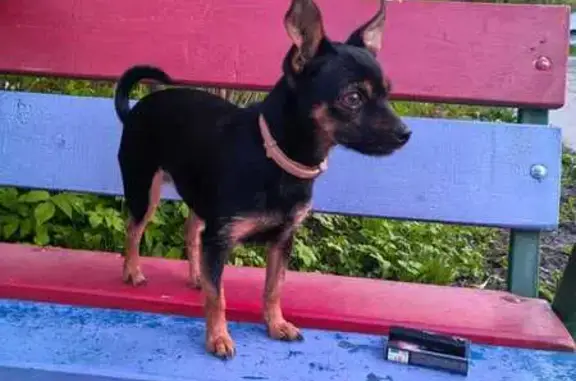 Пропала собака, ул. Карла Маркса, 69