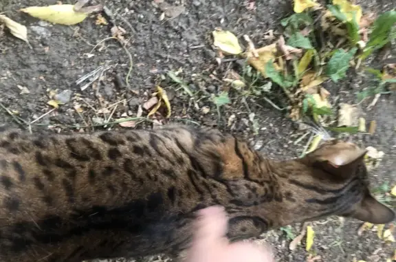 Кошка найдена: Можайское шоссе, 25