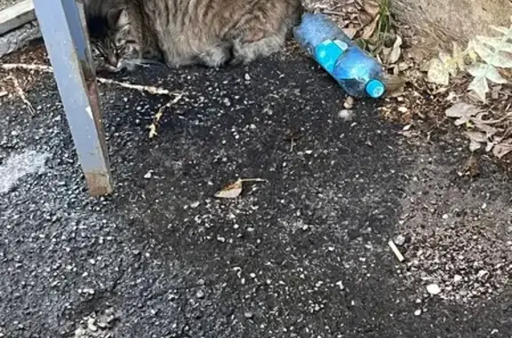 Кошка у арки, Лифляндская 8, СПб