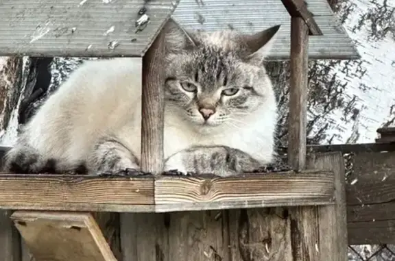 Найдена кошка, Элита, фото: Кошка найдена на Еловой улице, Элита