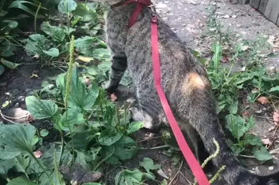 Пропала кошка, Железнодорожная 2-5, Ртищево