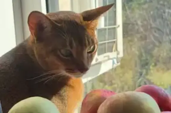 Пропал абиссинский кот, Средне-Садовая 4