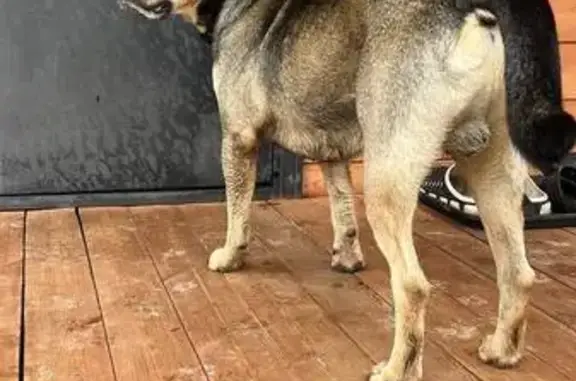 Собака найдена: Гостилицы, СНТ Березка