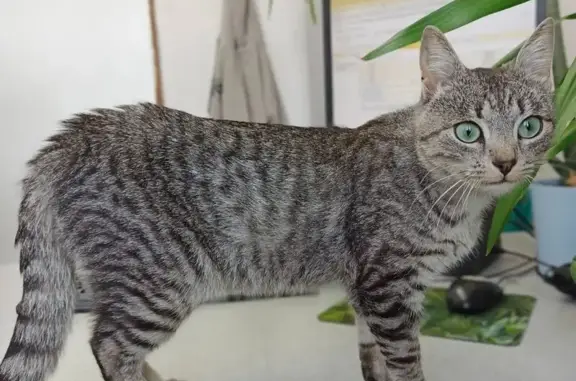 Кошка найдена: пр. Урицкого, 40, Луга