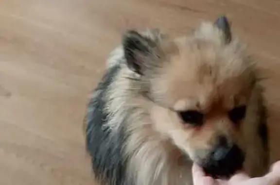 Собаки потеряшки, Тула, фото: Потеряшка собака, Тула, ул. Металлургов 84Б