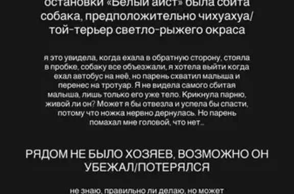 Чих-той-терьер найден на ул. Рокоссовского