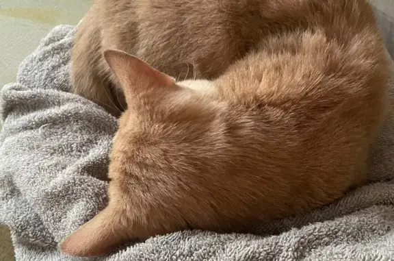 Найдена кошка, Калуга, фото: Кошка найдена: Садовая ул., 144Б, Калуга