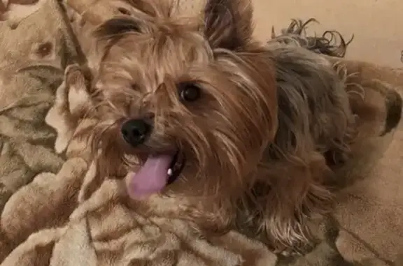 Собаки потеряшки, Невель, фото: Потеряшка собака, Чеботарёва 10, Невель