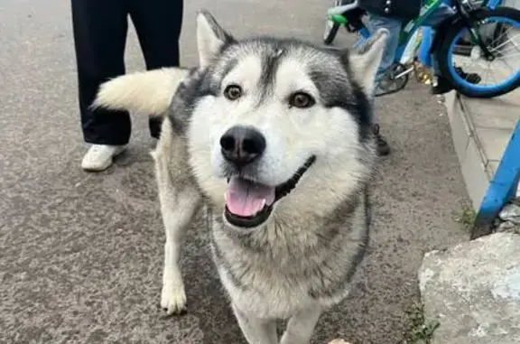 Найдена собака, , фото: Хаски найден в Нижне-Маслово, МО
