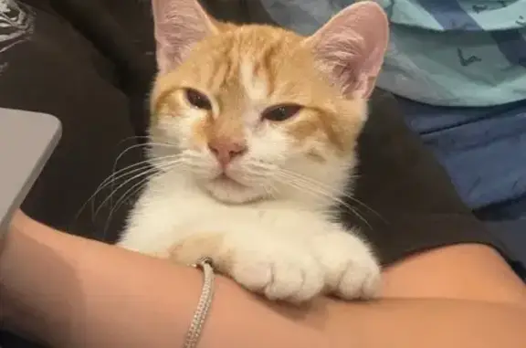 Пропал котенок, Чичерина 29, Челябинск