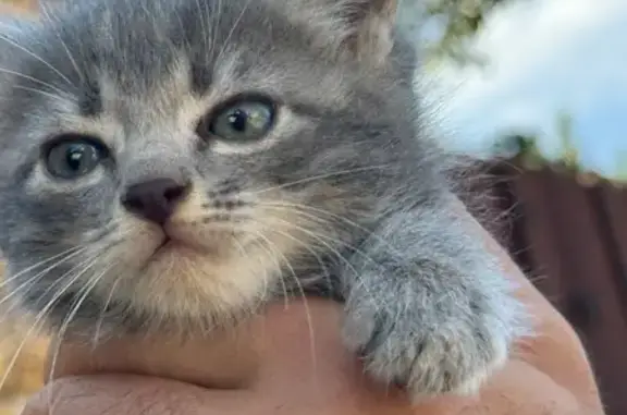 Пропал серый котёнок, ул. Комарова 1-Б