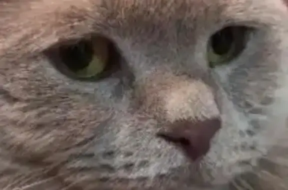 Кошки потеряшки, Старая Купавна, фото: Потеряшка кошка, ул. Кирова, 19 с5, Купавна