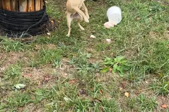 Собака найдена: Ольховый пер., 7В, Теберда