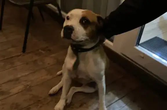 Найдена собака, Манжерок, ул. Дружбы 73