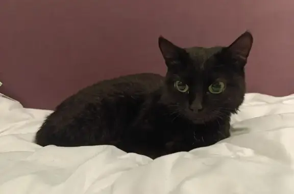 Найдена кошка, Нижневартовск, фото: Кошка найдена: Омская ул, 54, Нижневартовск