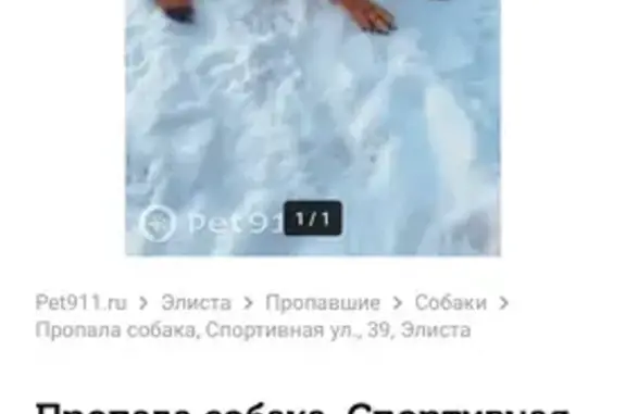 Пропала собака, Спортивная 39, Элиста