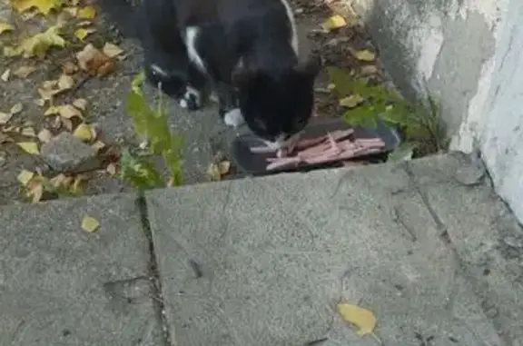 Найдена кошка, Павловский Посад, фото: Кошка найдена, Свердлова 10, Павл. Посад