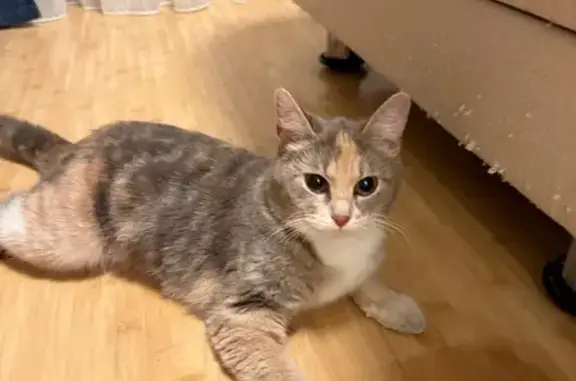 Найденные животные Ханты-Мансийск, фото: Кошка найдена: ул. Энгельса 3, Ханты-Мансийск