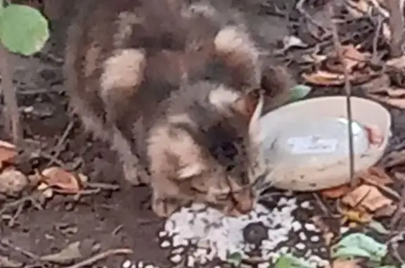 Кошка найдена на Руднева, 28 к1, СПб