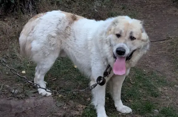 Найдена собака, Пермь, фото: Найден алабай, Подлесная ул., Пермь