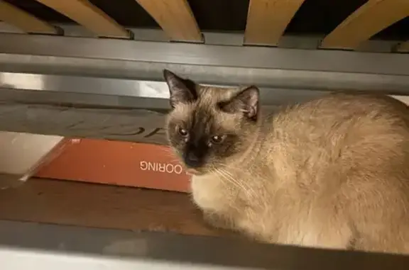 Кошка найдена на Бойцовой 10 к2, Москва