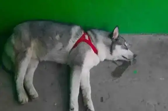 Найдена собака, Липецк, фото: Хаски найдена в Липецке, ул. Водопьянова