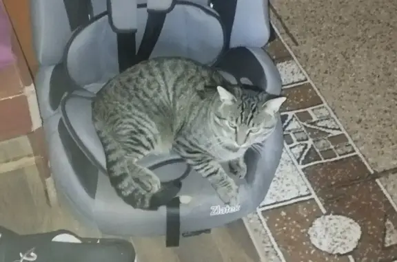 Пропал кот, ул. Степана Разина, 15, Саратов