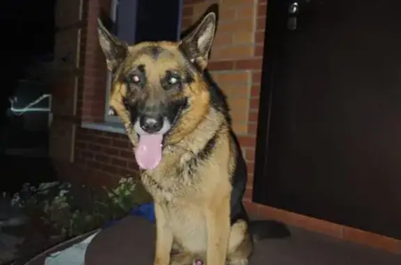 Найдена собака, Республика Хакасия, фото: Овчарка найдена: Калинино, Хакасия