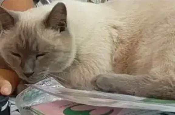 Кошки потеряшки, Волгоград, фото: Потеряшка кошка, ул. 62-й Армии, 13, Волгоград