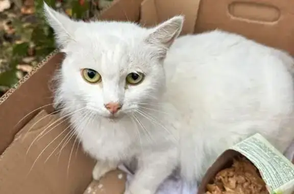 Найдена кошка, Ям, фото: Беременная кошка найдена на Школьной, Ям