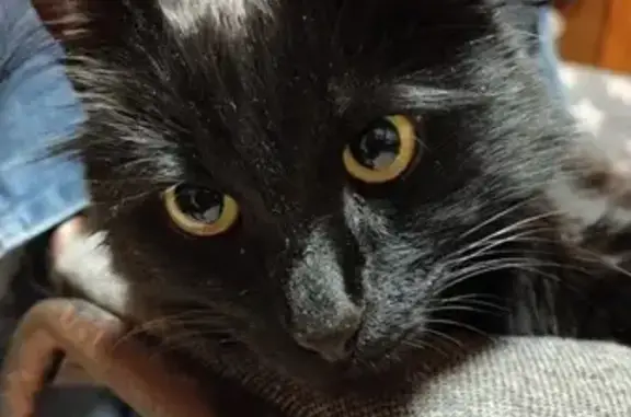 Кошки потеряшки, Москва, фото: Потеряшка кошка, ул. Лестева, Москва