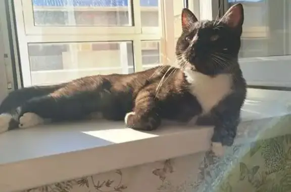 Найдена кошка, Красноярск, фото: Кошка найдена в Ветлужанке, Красноярск