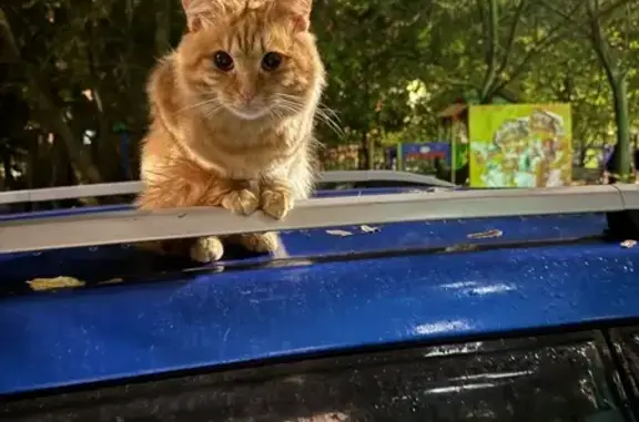 Кошка найдена: Балашиха, Свердлова 55