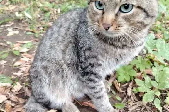 Кошка найдена: Нариманова 41, Кострома