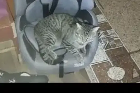 Пропала кошка, ул. Степана Разина, 15