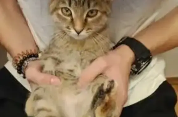 Пропала кошка, ул. Ватутина, 18, Тюмень