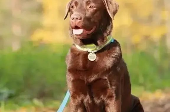 Собаки потеряшки, Санкт-Петербург, фото: Потеряшка собака, Витебский пр., 55, СПб