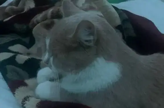 Кошки потеряшки, Брест, фото: Потеряшка кошка, Подгородская 27, Брест