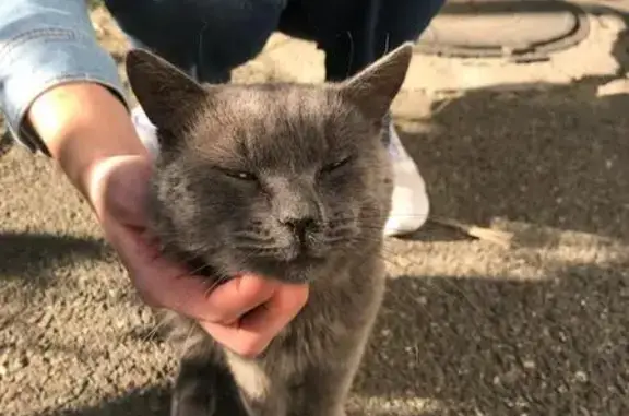 Кошка найдена: Краснофлотская 130, Ставрополь