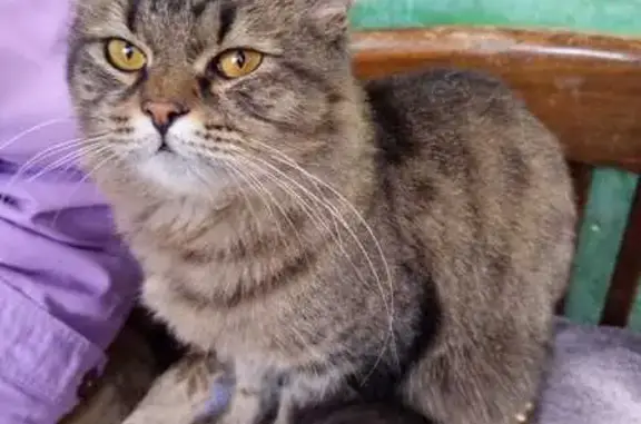 Найдена кошка, Рязань, фото: Кошка найдена: Касимовское ш., 36 к2, Рязань