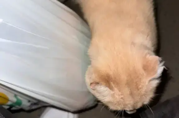 Кошка найдена: Павлюхина 110А, Казань