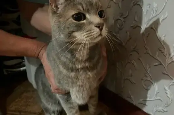 Найдена кошка, , фото: Кошка найдена: Нефтеюганск, Округ 21