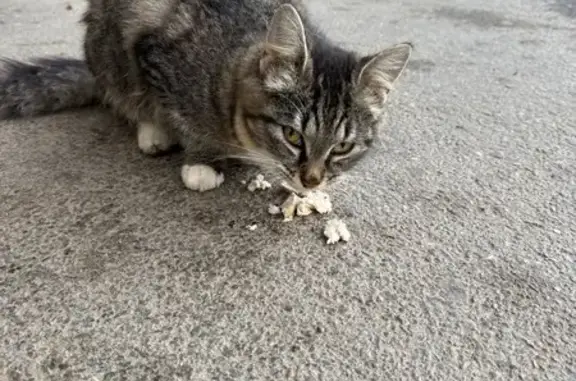 Кошка найдена на ул. Гастелло, Тула