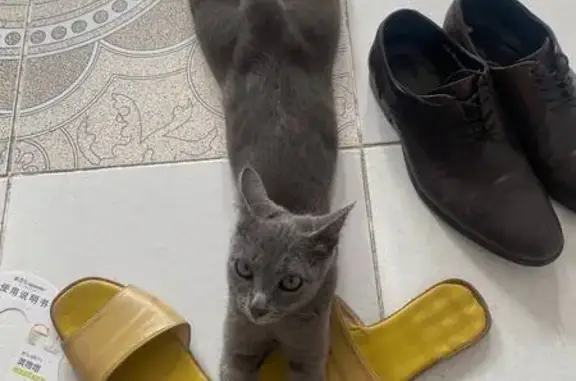 Пропала серая кошка в Шымкенте, Конырсу 120 - photo